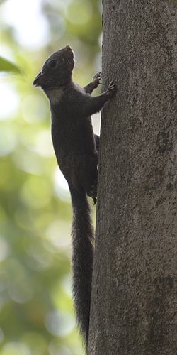 Whitish dwarf squirrel